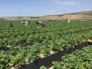 How Strawberries Are Harvested - Strawberry Harvest Crew