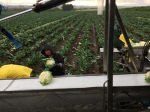 Cauliflower Harvest