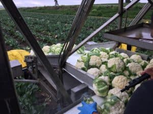 Cauliflower Harvest - Rinse Step with Sanitized Water