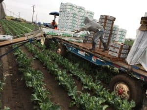 Cauliflower Harvest - Trailer Adjacent to Harvesting Rig