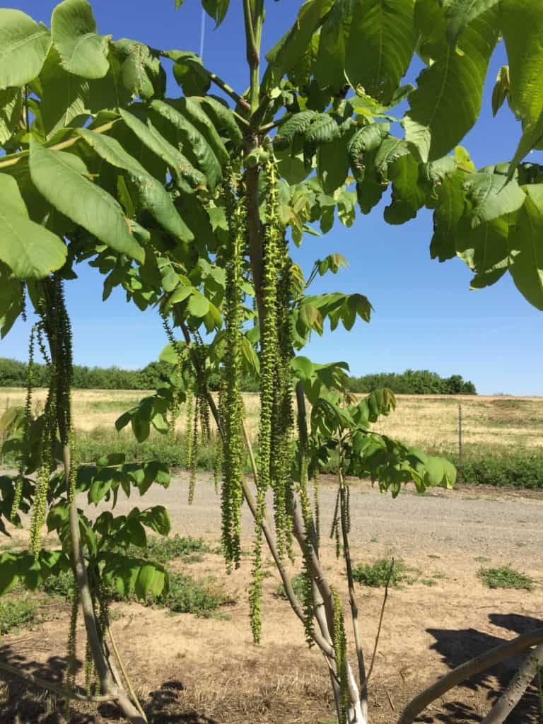 Wolfskill - Walnut Flowers During Pollination Period