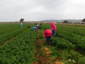 Carrot Harvest
