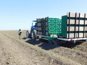 Asparagus Harvesting - Picking Up Harvested Spears