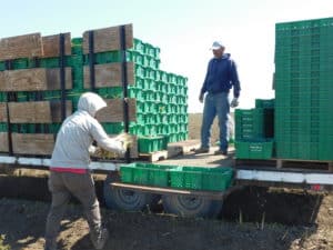 Asparagus Harvesting - Loading Asparagus Spears into Bins