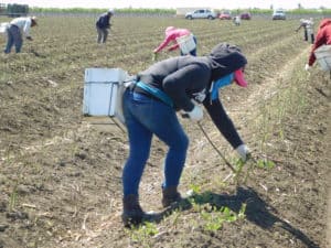 Asparagus Harvesting - Using the Asparagus Knife