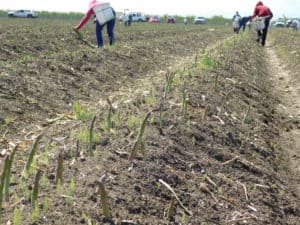 Asparagus Harvesting - Selecting Spears