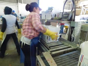 Asparagus Packing - Quality Control