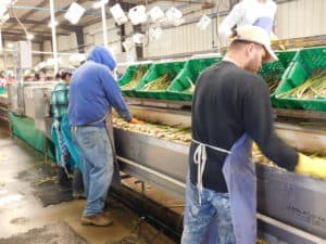 Asparagus Packing - Bin Removal