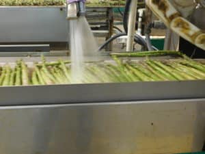 Asparagus Packing - Rinse Step
