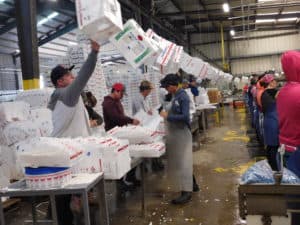 Asparagus Packing - Box Formation