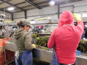 Asparagus Packing - Forming Asparagus Bunches