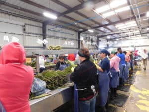 Asparagus Packing - Hand Sorting Asparagus