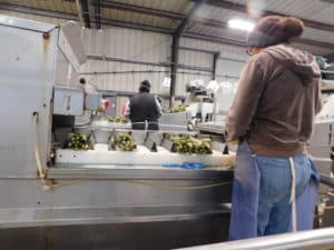 Asparagus Packing - Bunch Cutting Asparagus