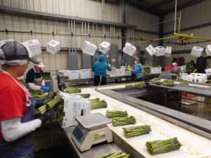 Asparagus Packing - Quality Control