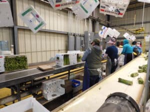 Asparagus Packing - Packing Asparagus Boxes
