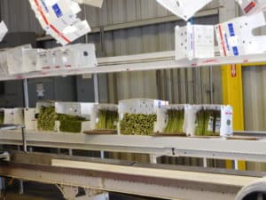 Asparagus Packing - Packed Asparagus