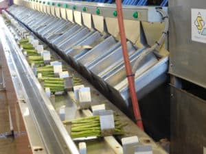 Asparagus Packing - Automated Sorted Asparagus Bunches