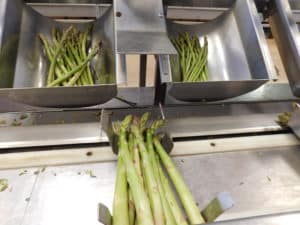 Asparagus Packing - Collecting Containers