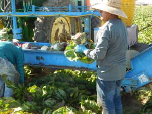 Photo of radicchio harvesting
