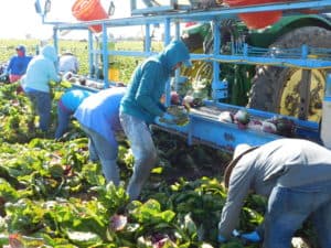 Photo of harvested radicchio being placed on the conveyor line.