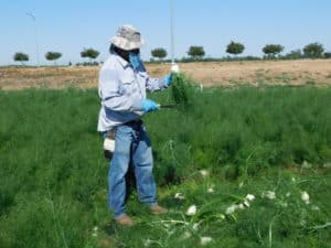 Fennel Harvest - Trimming Harvested Fennel