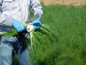 Fennel Harvest
