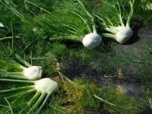 Fennel Harvest - Untrimmed Fennel