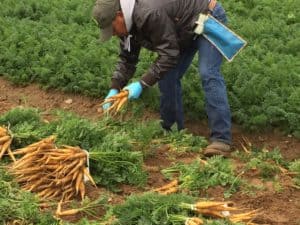 Carrot Harvest - Hand Harvesting Carrots
