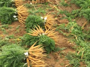 Carrot Harvest - Tied Bunches