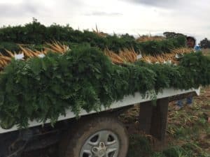 Carrot Harvest - Harvested Carrots Ready for Packing