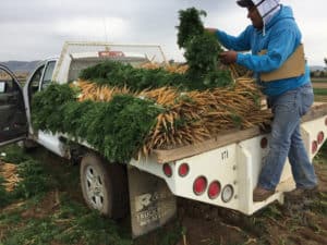 Carrot Harvest - Quality Control