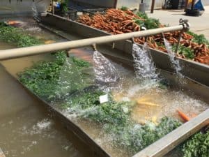 Carrot Packing - Wash Step with Sanitized Water