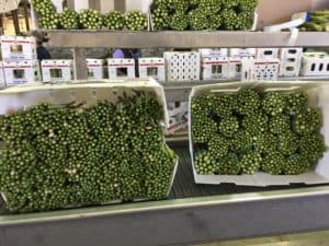 Asparagus Packing - Packed Asparagus