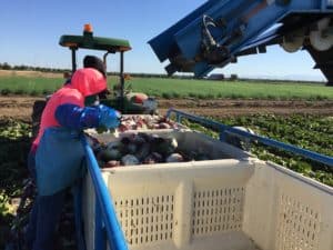Photo of harvested radicchio dropping into bins.