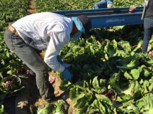 Upclose photo of radicchio being harvested.