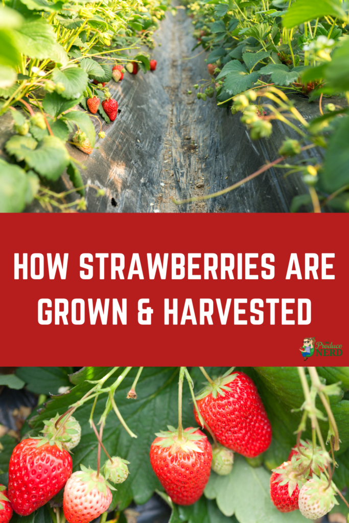 How Strawberries are Grown & Harvested