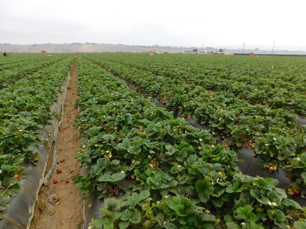 Strawberry Fields