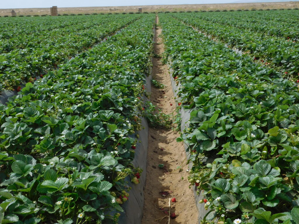 Strawberry Fields.