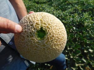 Ripe Cantaloupe