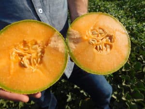Ripe Cantaloupe Flesh