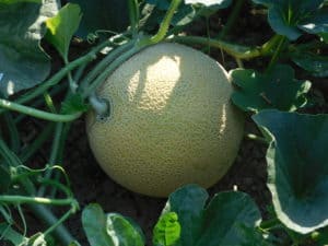 Growing Cantaloupe