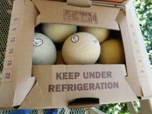 Cantaloupe Harvest - Packed Cantaloupe Box