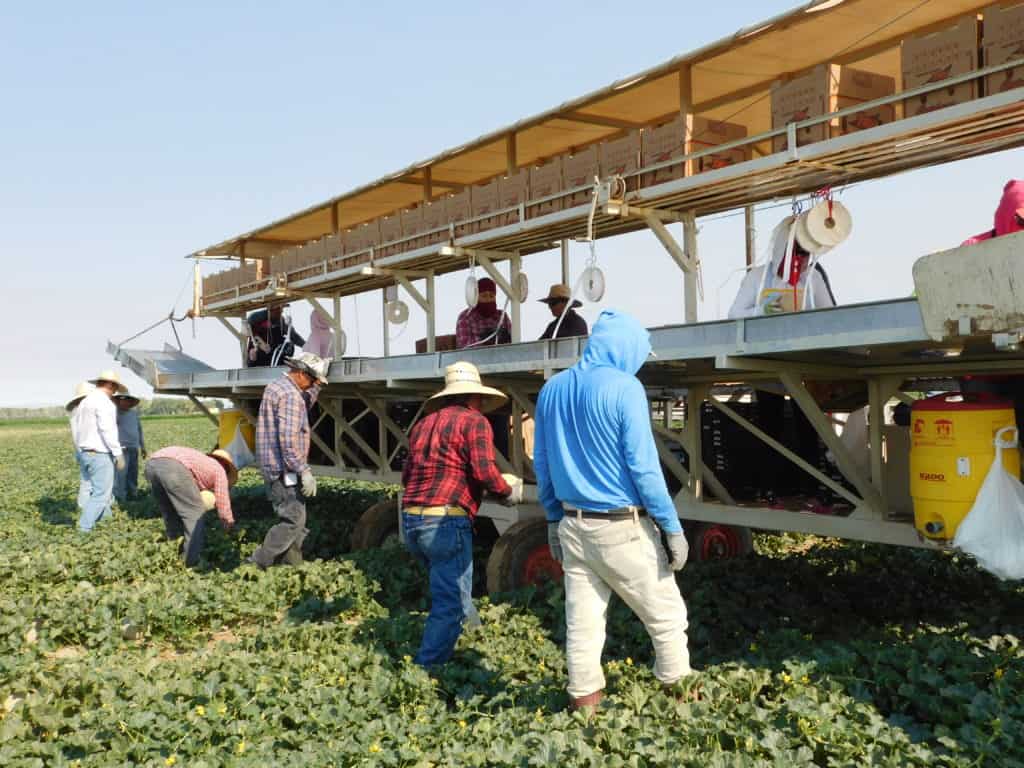Cantaloupe Harvest Crew