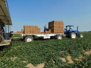 Cantaloupe Harvest - Adjacent Trailer