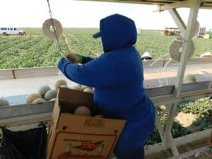 Cantaloupe Harvest - Labeling