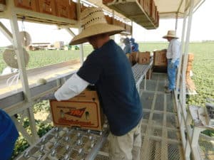 Cantaloupe Harvest - Packing Boxes