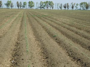 Cantaloupe Growing - Phase 1