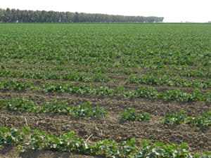 Cantaloupe Growing - Phase 3