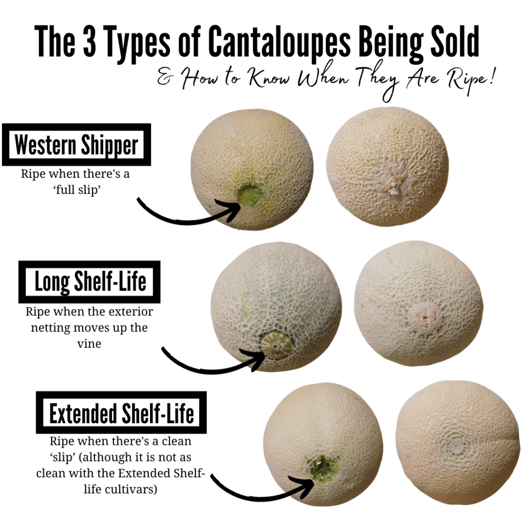 How to Select a Ripe Cantaloupe