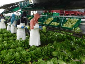 Romaine Heart Harvest